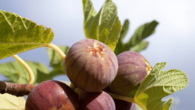 Fig Fruit Tree