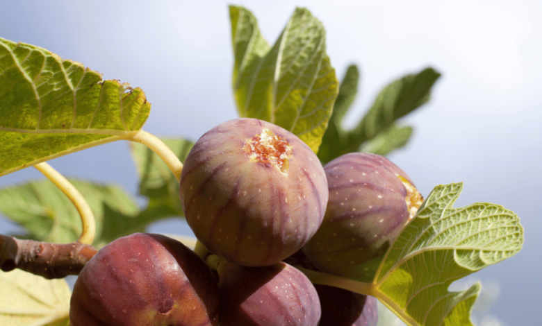 Fig Fruit Tree